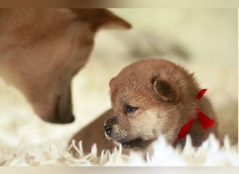 Schöne rote Shiba inu Welpen MEI, MIKA, MASARU mit FCI dokumenten
