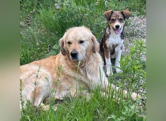 Sam, Golden Retriever