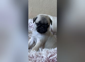 Mops Welpen ( noch 2 Rüde)