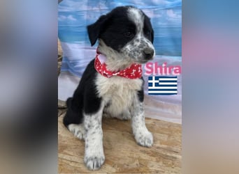 Shira,geb.02/25,pütziges Hundemädchen sucht ihre Familie