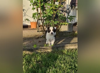 Bordercollie Welpen mit VDH Papieren