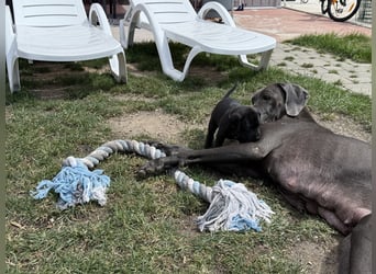 Deutsche Dogge Welpen
