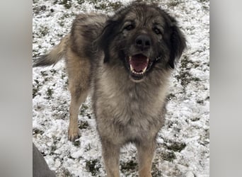Die wundervolle Lili sucht ein Zuhause ❤️