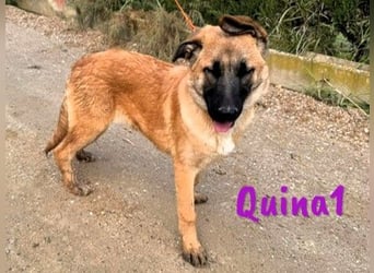 Quina1 06/2024 (ESP) - bezaubernde, aufgeschlossene & soziale Schäferhund-Mix Welpin!