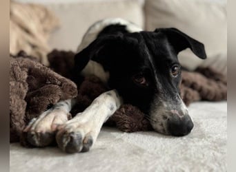 Wunderbare ♥♥ Wilma ♥♥ wartet bereits in 04157 Leipzig auf ihre Für-Immer-Menschen