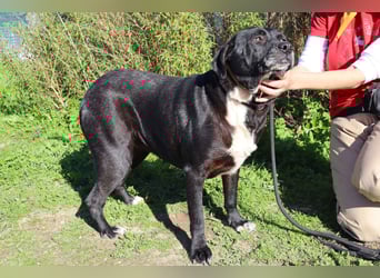 Josephine, Labrador-Mix, lieb und sozial
