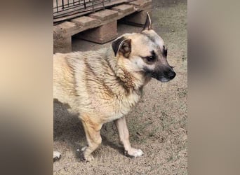 ⭐️TONI⭐️, Rüde, 2 Jahre, 34 cm, Mischling, Tierschutz