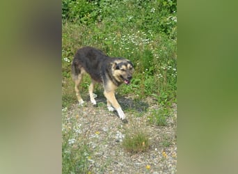 MYRKO wünscht sich ein Zuhause für immer