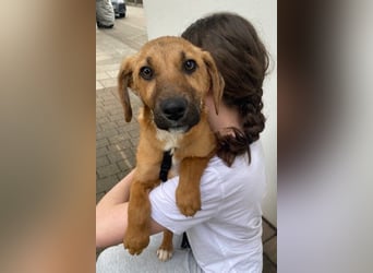Herzensbrecher Bernie sucht sein Happy End (82515 Wolfratshausen)
