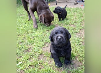 Labrador Welpen mit Ahnentafel