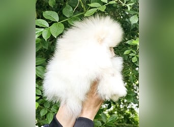 Pomeranian Zwergspitz