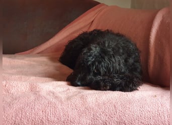 Pflegestelle 97502 Obbach: Lagotto-Mix Cherry
