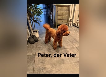 Bezaubernde Cavapoo-Welpen suchen ein liebevolles Zuhause