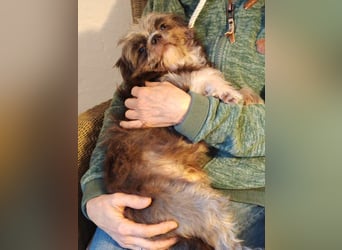 Rocky Shih Tzu Mischling sucht liebevolles Zuhause
