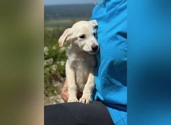 Tucker - Welpengewusel vom Feinsten