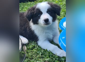 Bordercollie Welpen mit VDH Papieren