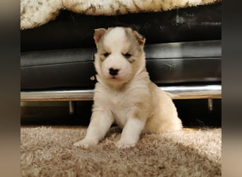 Husky Welpen 3 Rüden suchen ein Zuhause ab Mai