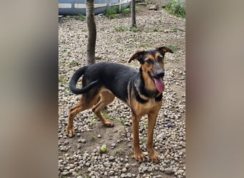 Dina sucht ein Zuhause!