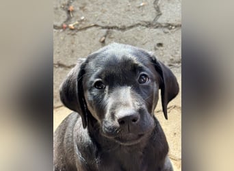 Nur 2 Labrador Weibchen mit Ahnenpass 2 Rüden & 6 Weibchen in Schwarz