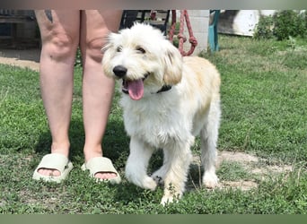 Pfiffige Suki sucht ihre Menschen