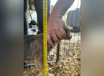 Patrik, geboren 10.04.2025, 24cm sucht seine Chance