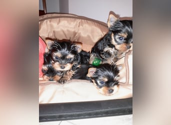 Yorkshire-Terrier Welpen,  reinrassig mit Ahnentafel sofort abgabebereit