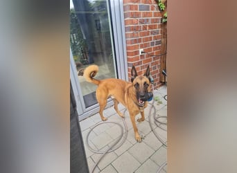 Godi - der freundliche, Menschenbezogene Malinois