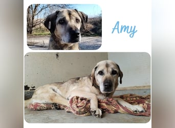 Amy