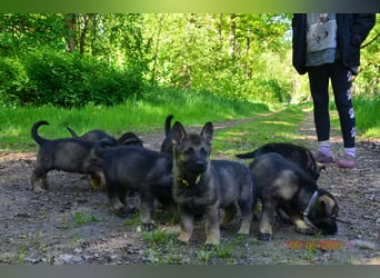 Dunkelgraue Schäferhunde aus Kör-u.Leistungzucht