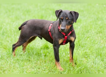 Chapi - quirliger, verschmuster Familienhund - Tierhilfe Franken e.V.