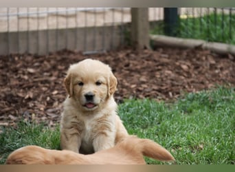 Golden Retriever Welpen vom Thüringer Wald