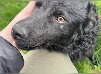 Mario eine Seele vom Hund