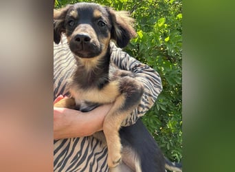 Cassie, geboren 03.2025, 31cm sucht ihre Menschen