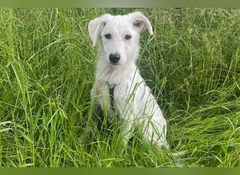Lina möchte endlich ankommen (67459 Böhl-Iggelheim)