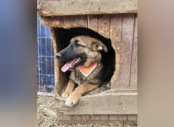 Cleo - freundliche, aktive, anhängliche Schäferhund Mix Hündin / z.Zt. noch in Rumänien