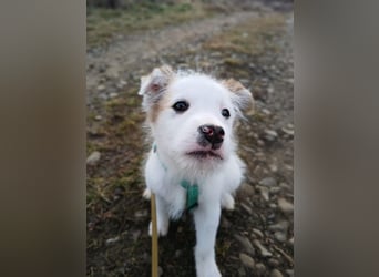 Fröhlicher Welpe Buddy