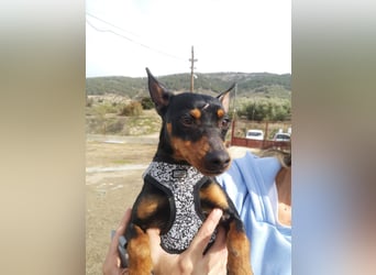 Murphy, möchte endlich ein Zuhause