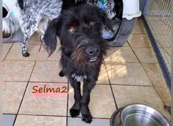 Selma2 11/2022 (GRC) - traumhafte, super soziale und hübsche Schnauzer-Mix Hündin!