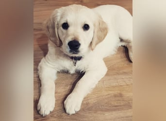 Golden Retriever Welpen/Creme x Dark Golden