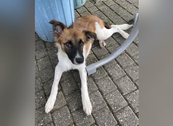 Lieber, hübscher Jungrüde Tarek
