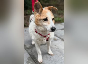 Mila - eine liebevolle Seniorin sucht warmes Körbchen aktuell in 58511 Lüdenscheid