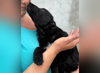 Vinn ❤️ schmusiger, süßer Bub sucht Liebe