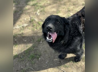 Ćiro ein Familienhund für Kinder