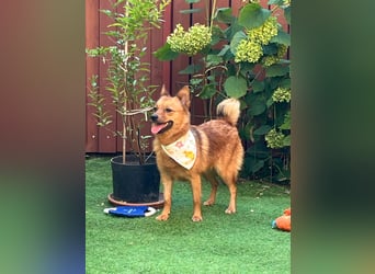 Elvira SR – Liebevolle Mama sucht ruhiges Zuhause