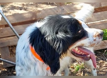 Milo - freundlicher Setter sucht sein Für-immer-Zuhause