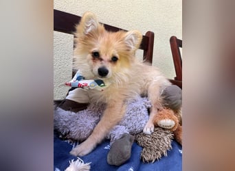 Scotty SR - quirliger Mini-Spitz sucht aktives Zuhause mit Herz