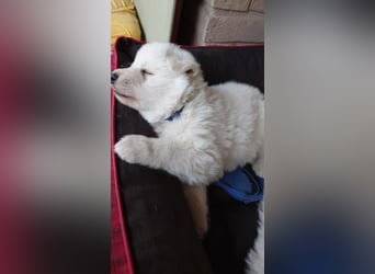 Welpen Weiße Schweizer Schäferhunde
