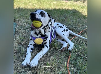 Snoopy - RESERVIERT - Herzenshund: verspielt u. fröhlich, trotz Handicap ein echter Sonnenschein