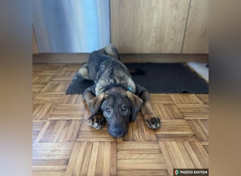 Timmy, sein Charme läßt Herzen schmelzen, PS in 94078 Freyung