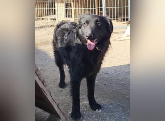 Duke ❤️ aufgeweckter, junger Kroat. Schäferhund-Mix-Bub!